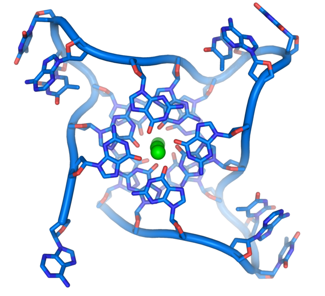 Telomere