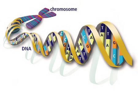 Chromosome