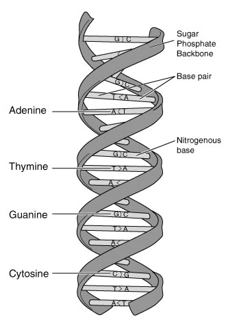 DNA Base Pairs